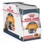 Pack 12 Pouch Royal Canin Intense Beauty